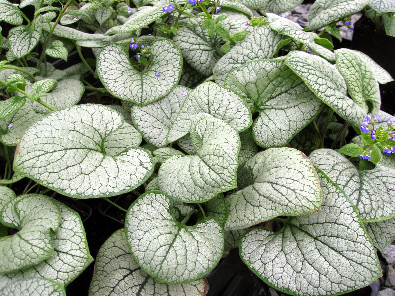 Brunnera macrophylla 'Silver Heart'